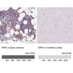 Myeloperoxidase/MPO Antibody, Novus Biologicals 0.1mL; Unlabeled:Antibodies,